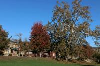 How climate change is affecting fall foliage in and around Bloomington