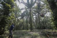 BMI: Malaysia among South-east Asian economies facing El Nino crop, power risks