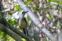 Rare bird finding strengthens case to protect Congo rainforest across borders