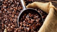 Production of Blue Mountain Coffee at 25 year low