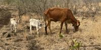 Drought forces livestock farmers to make tough decisions: our model shows the impact on inequality
