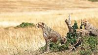 Cheetah cub found injured outside protected Kuno area raises fresh questions on wildlife safety