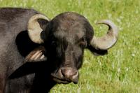 Brazil Announces Morocco’s Authorization to Import Live Buffalo for Slaughter