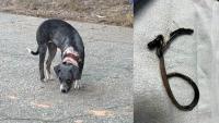 South Carolina officials seek help after puppy found with collar deeply embedded in neck
