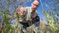 Photos: Montana Tech, Hungarian researchers find invasive plants more harmful together