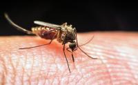 Gauteng malaria spike was due to travel in flood regions, experts conclude