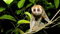 Venomous primate feared extinct for nearly 90 years rediscovered in Indonesia