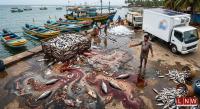 Sri Lanka’s Fisheries Wealth Bleeds through Post-Harvest Losses