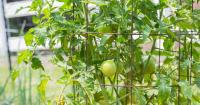 Iowa Donation Garden Network opens registration for community gardens