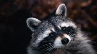 US Rabies Surge Prompts Public Health Warning