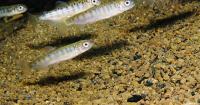 Idaho water officials weigh new Dworshak fish hatchery pipeline