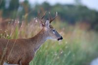 Deadly Deer Disease Now Confirmed In Northeast Wisconsin
