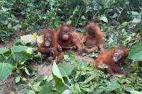 Baby orangutans in India expose illegal wildlife trade as experts question a billionaire's zoo