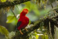 Birding in Ecuador reaches new heights