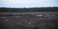 ‘We had wolves coming into the village’: Google’s destruction of a 1,300-acre forest unleashed the wolfpack in Finland