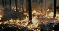 SBA offers small business relief from summer of wildfire smoke