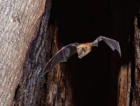 URI zoologist’s study of wild Panamanian bats highlights use of metrics to inform bat conservation