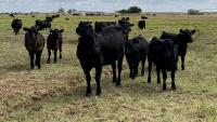 USDA opens Columbus, New Mexico livestock port amid new screwworm cases