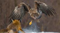 62 stunning photos from the Ournature Environmental Photo Awards 2026