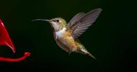 Alaska-tracked hummingbirds break migration record with 3,617-mile journey