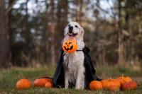 Halloween treats, costumes and decorations can pose risks for pets