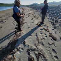 Idaho State researcher leads effort to solve mystery of bears on Alaska island