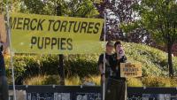 Boise animal rights protesters join national campaign against animal testing