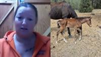 Maine woman back in court on animal cruelty charges out of Montana