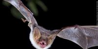 Michigan wildlife officials highlight efforts to save bats