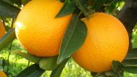 Tajikistan's citrus exports exceed 10,000 tonnes annually