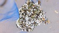 Nurdles spilled in Port of Tyne crash may have reached as far as Denmark