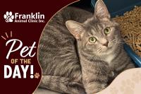 Franklin Animal Clinic Adoptable Pet of the Day: Doc