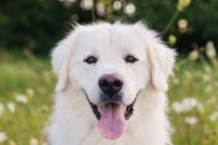 Family Surrendered Senior Great Pyrenees for Euthanasia, but Her Wagging Tail Changed Everything
