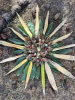 Savary Island resident and friends practice nature art in autumn