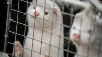 Utah Has No Plan to Cull Bird Flu Mink as Genomes Reveal a Mutation Also Found in Spain's Fur Farm Outbreak