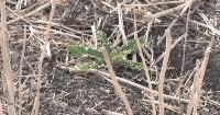 A window for weed control, corn dry down, and sulphur sticker shock | RealAg Radio Oct 26, 2026
