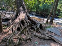 Study finds massive drop in Michigan’s biodiversity over the centuries