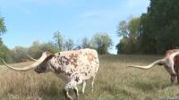Rising costs, dry weather challenge Arkansas cattle farm