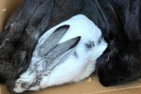 Missouri Rescue Finds 4 ‘Extremely Thin’ Bunnies Abandoned in a Box Near the Trash with a ‘Sorry’ Note