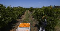 Backpacker visa cuts spark fears of rotting crops