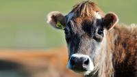 World Jersey Conference 2027: Global dairy farmers to visit New Zealand