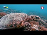 Fi Wi Land: From their first steps, Jamaica’s sea turtles must be protected