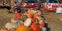 Foster Family Farm celebrates National Pumpkin Day Lieutenant Governor Susan Bysiewicz joins officials to highlight Connecticut agriculture