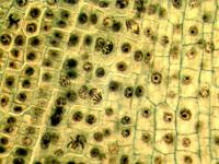 Science news in review: Oct. 26