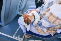 Pets forced into coach luggage holds: Why Spain needs better travel rules