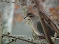 Why can’t we hunt mourning doves in Maine?