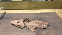 New research involving Nunavut fossil raises question over the origin of necks