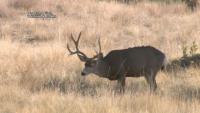 West-central Montana hunter check stations saw above-average numbers opening weekend