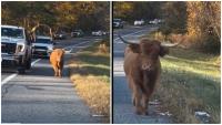 Runaway Cow Leads Police on Wild Chase in New York, Dodges Lasso, Sparks Chaos (WATCH)