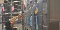 Young heart, big difference: 12-year-old raises money for Sioux Falls Humane Society